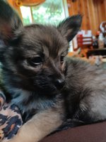 Chihuahua