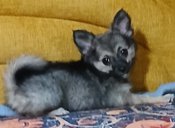 ChiPom Chihuahua