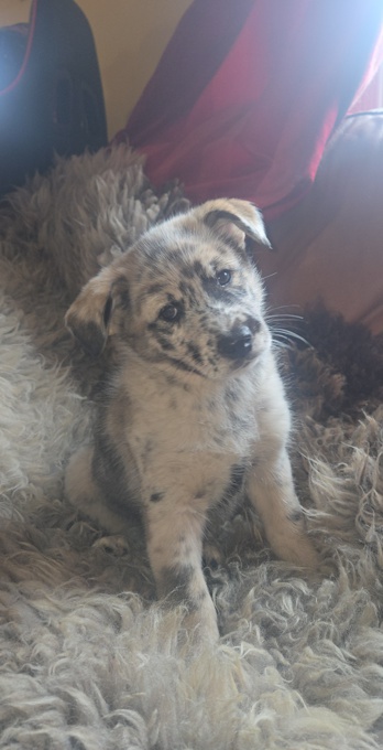 Norwegian Elkhound X Australian Shepherd