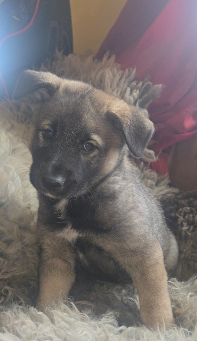 Norwegian Elkhound X Australian Shepherd