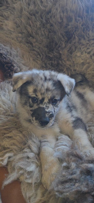 Norwegian Elkhound X Australian Shepherd