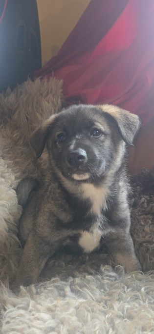 Norwegian Elkhound X Australian Shepherd