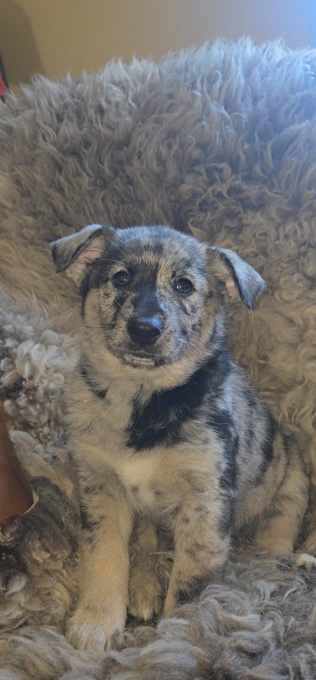 Norwegian Elkhound X Australian Shepherd