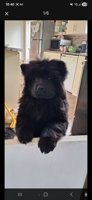 Chow chow