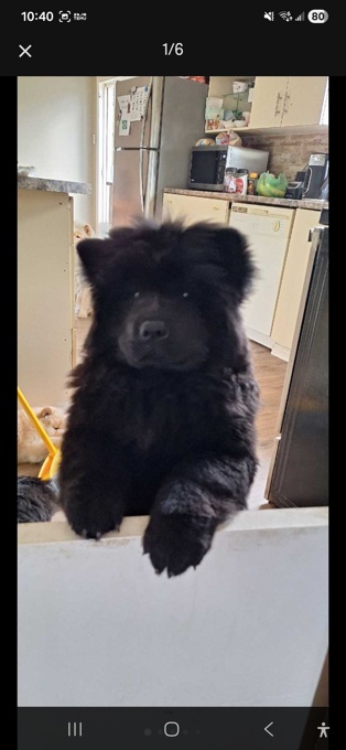 Chow chow