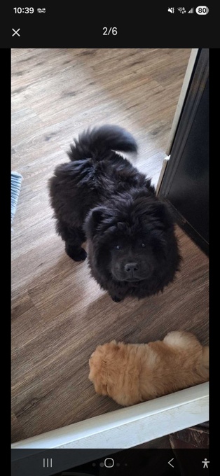 Chow chow