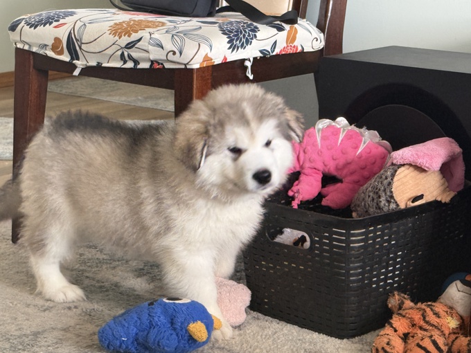 Alaskan Malamute