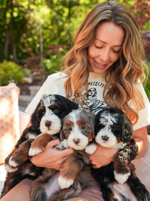  bernedoodles 