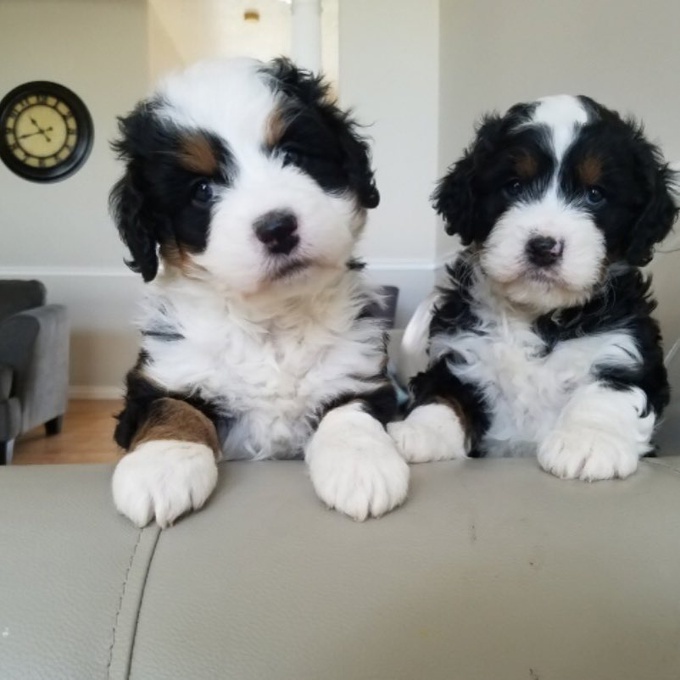  bernedoodles 