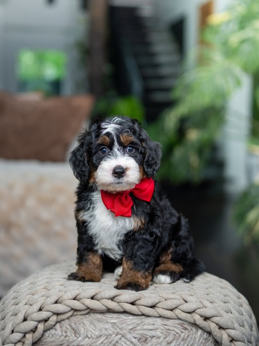  bernedoodles 