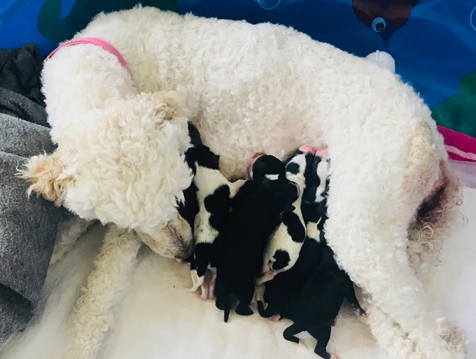  bernedoodles 