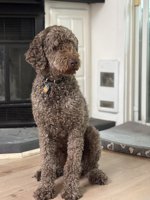 Caniche Royal