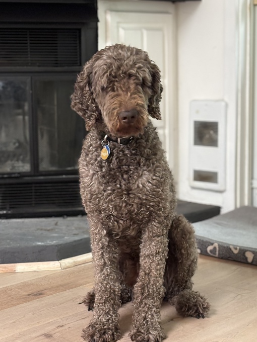 Caniche Royal