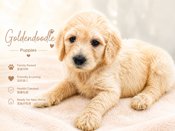 Goldendoodle