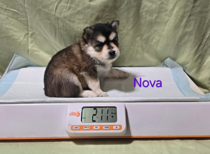 Pomsky