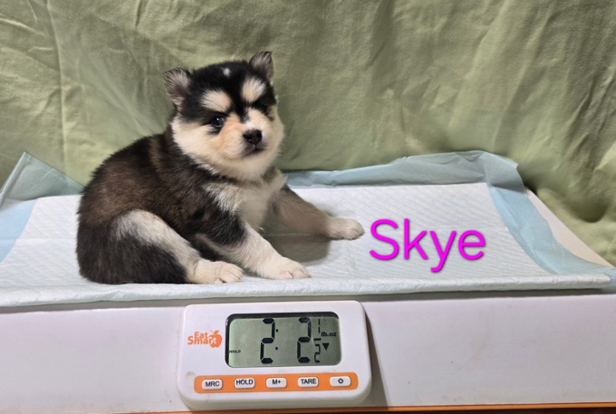 Pomsky