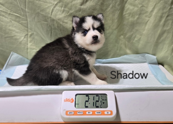 Pomsky