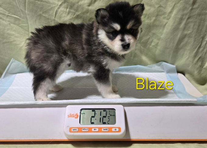 Pomsky