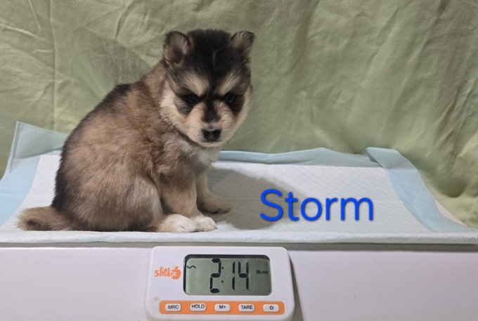Pomsky