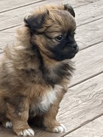 Shi Tzu