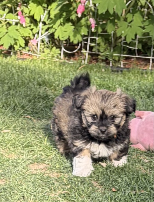 Shi Tzu