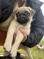 Pure pug puppies