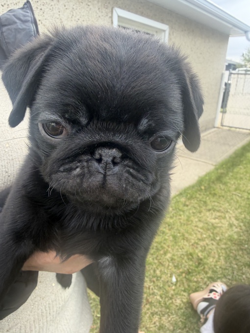 Pure pug puppies