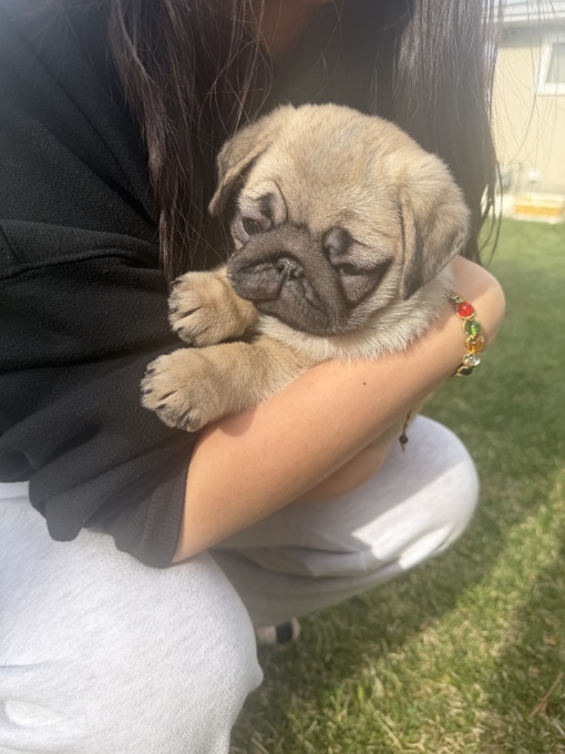 Pure pug puppies