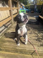 Staffy X mastiff