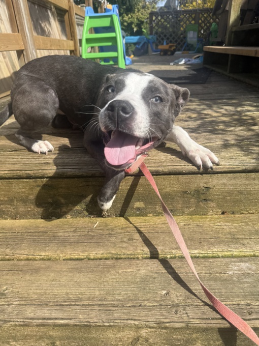 Staffy X mastiff