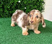 Dachshund