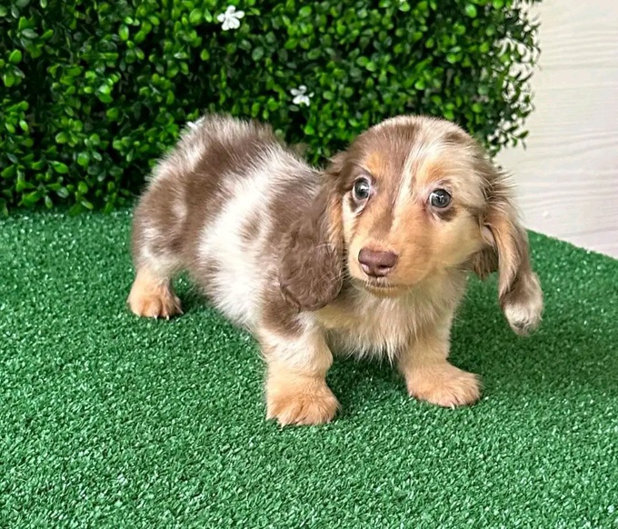 Dachshund