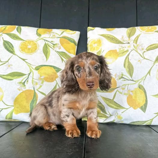 Dachshund