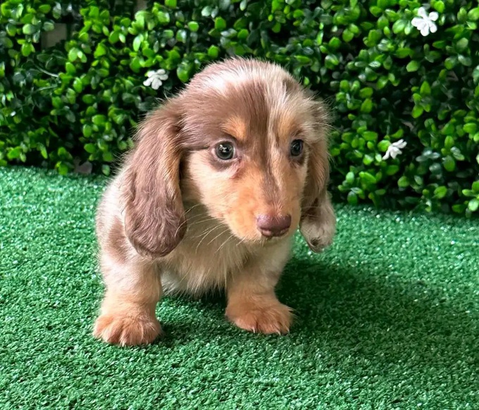 Dachshund