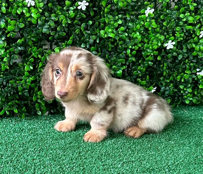 Dachshund