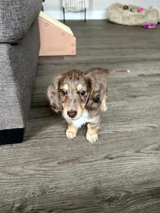 Dachshund