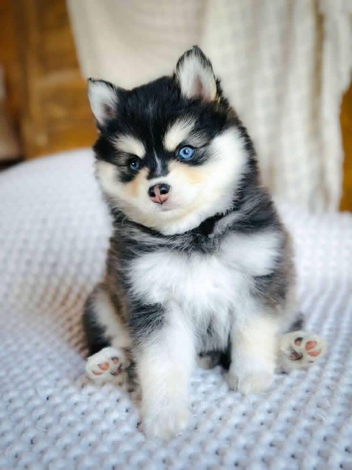 Pomsky