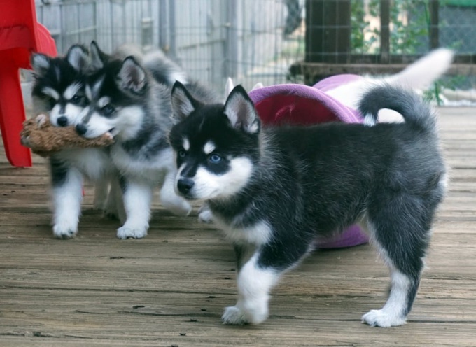 Pomsky