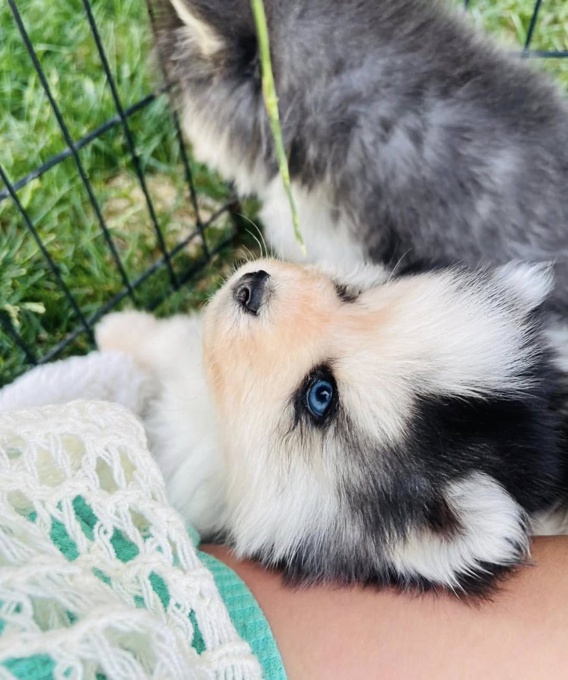 Pomsky