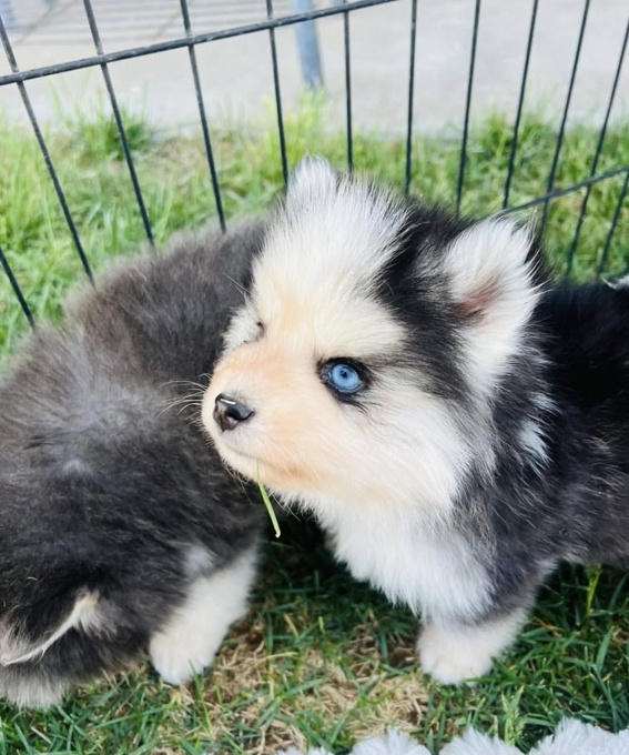 Pomsky