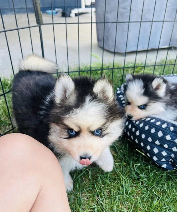 Pomsky