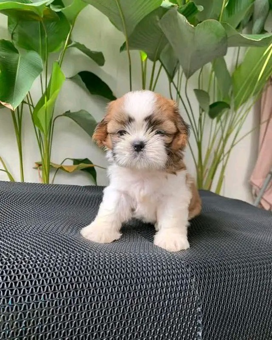 Shih Tzu