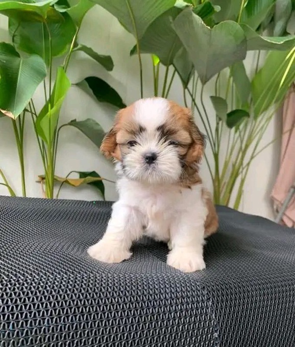 Shih Tzu