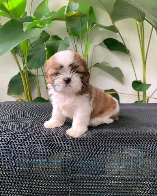 Shih Tzu