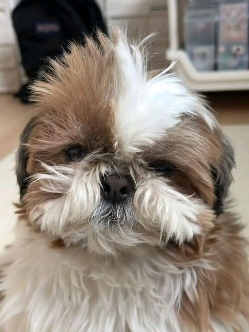 Shih Tzu
