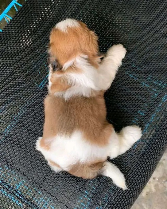Shih Tzu