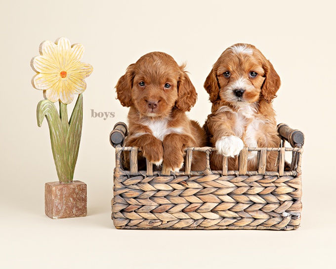 Cockapoo