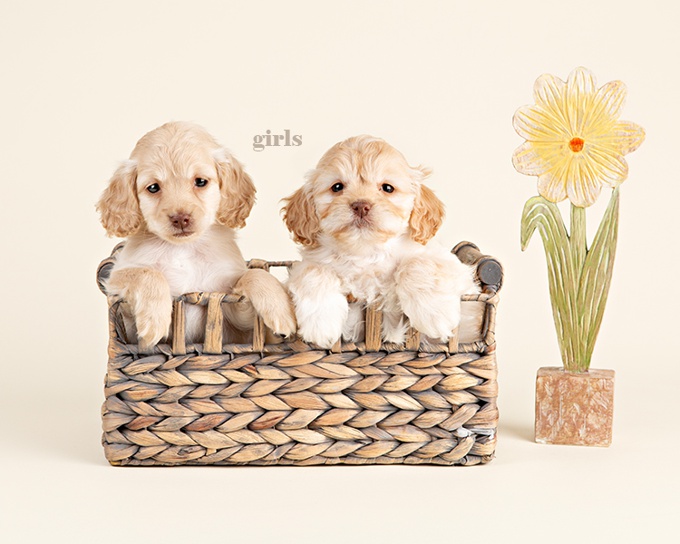 Cockapoo
