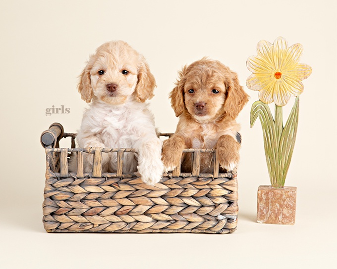 Cockapoo