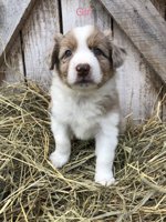 Australian Shepherd